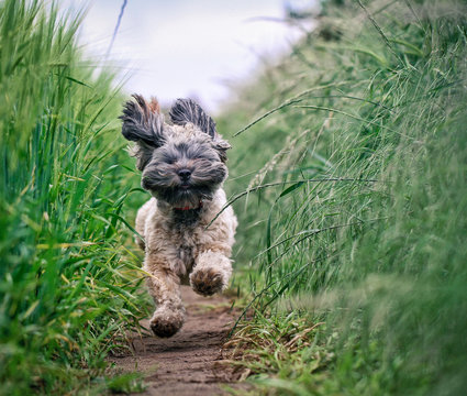 A small and hairy dog running very fast through a grassy field with ears and hair flying with copy space