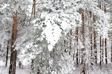 spruce branch covered with snow in the forest