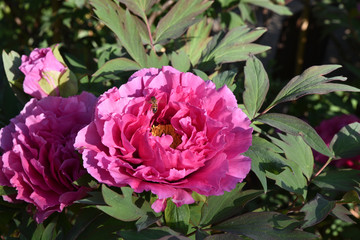 Pivoine rose au printemps