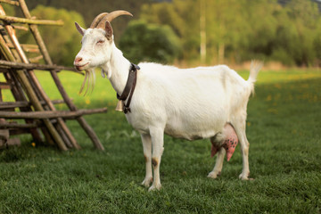 Female goat standing next to hay stand.