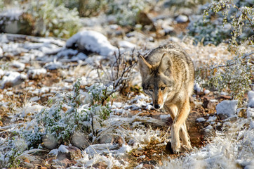 Coyote in a Light Desert Snow
