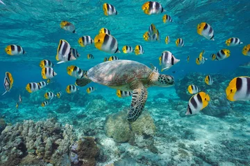 Washable wall murals Tortoise Sea turtle with school of fish French Polynesia