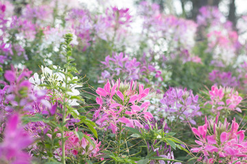 Spider flower(Cleome hassleriana) in the garden for background