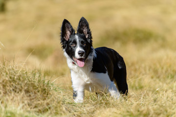 Fototapeta premium Cute black and white Border Collie puppy In the moutain on Andorra.