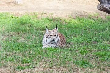 Lynx on the zoo.