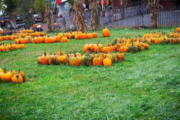 Colorful pumpkins for sale at Halloween time in New England