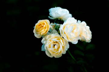 Branch of sweet orange yellow roses in the garden