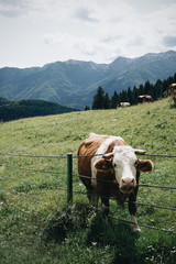 Fototapeta na wymiar Grazing cow in the alps