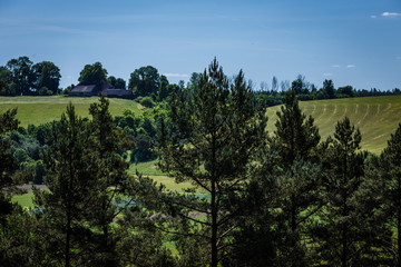 view of pine tops in the foreground, green farmer fields on the back and valley overgrown with bushes and trees in the middle