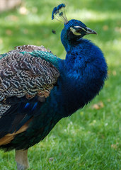 Obraz premium peacock with feathers