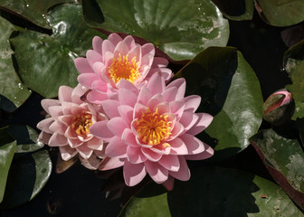 pink water lily