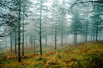 Obraz premium Fantasy forest with fog in the morning. Belaustegi, Basque Country