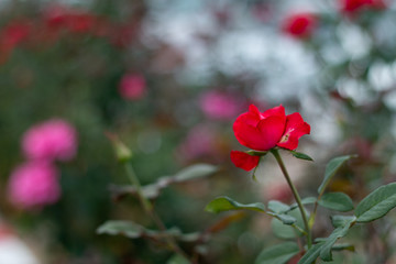 Red Roses on a bush in a garden.Thailand