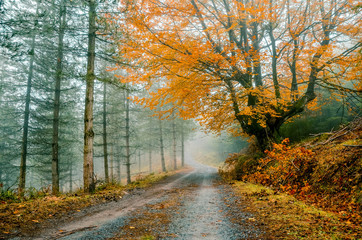 Obraz premium Fantasy forest with fog in the morning. Belaustegi, Basque Country