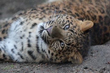 Leopard Blickkontakt