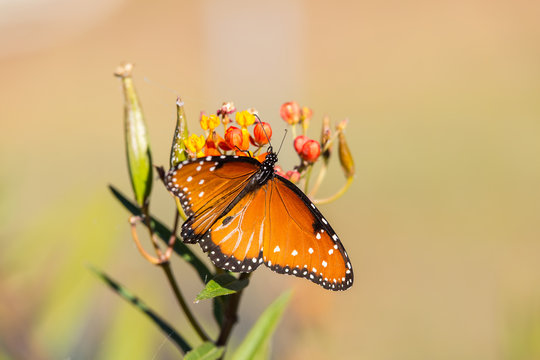 Monarch Butterfly (Danaus plexippus) with wings spread on milk weed