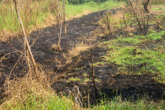 Burned field of dry grass and trees 