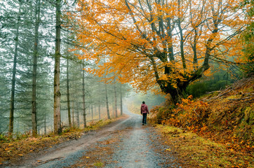 Fantasy forest with fog in the morning. Belaustegi, Basque Country