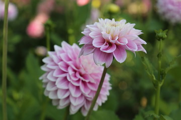pink and white dahlia blossom, beautiful blooms brighten gardens.