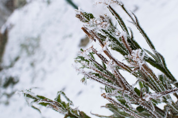 the weather is severe frost and green leaves