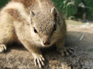 Clise up shot of Squirrel