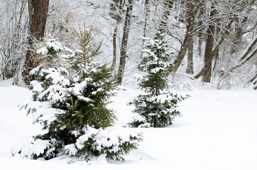 City park in winter. Trees and bushes covered by white snow. Winter season theme background.