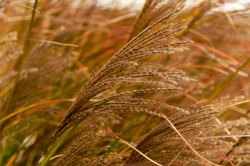 Tall Grass
