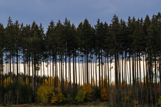 Wald in verschiedenen Altersklassen im Herbst