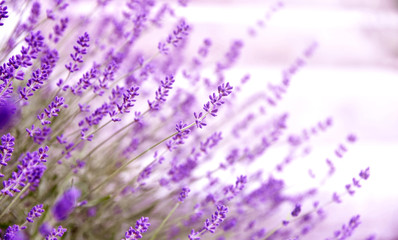 Obraz premium A lot of Lavender with lens flare and full frame for wallpaper and post card.