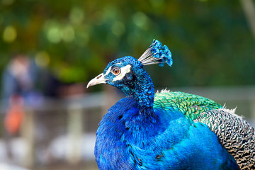 Obraz premium Peacock on the zoo.