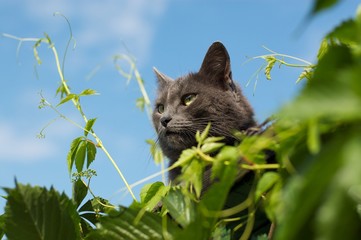 cat on grass