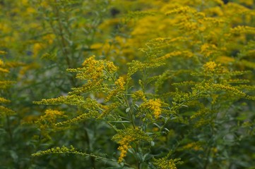 background of autumn leaves