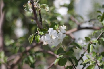blooming apple tree