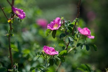 pink flowers in garden