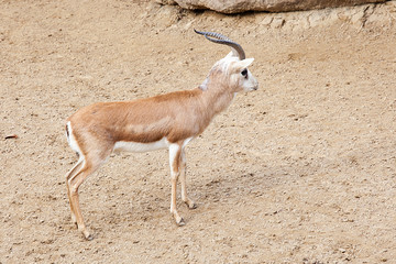  Gazelles on the zoo.