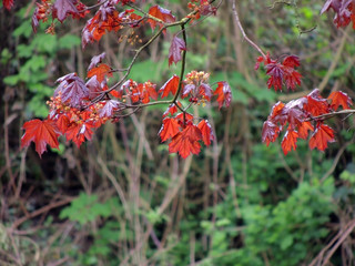 Norway maple, Acer platanoides, during flowering