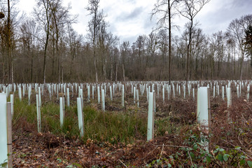 Fototapeta na wymiar Schutz für junge Bäume