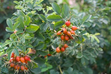 red berries on a branch