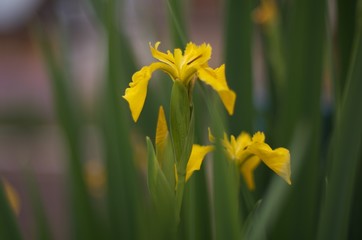 daffodils in the garden