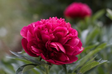 peony flowers in garden