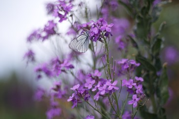 butterfly on flower