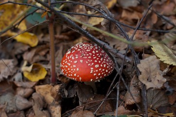 mushrooms in the forest
