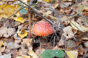 mushrooms in the forest