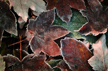 Frosted dry autumn leaves. Winter seasonal background.