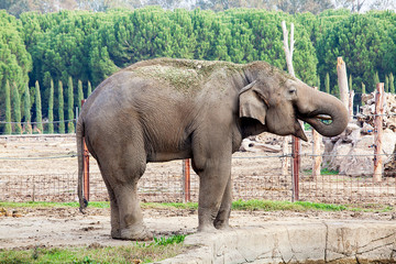 Fototapeta premium African elephant on the zoo. 