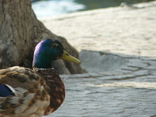 duck side view