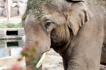  African elephant  on the zoo. 