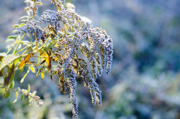 Autumn background with dry goldenrod flowers in a frosty field