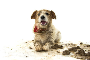 DIRTY DOG. FUNNY JACK RUSSELL PUPPY, LYING DOWN WITH A HAPPY EXPRESSION AFTER PLAY IN A MUD PUDDLE....