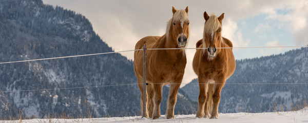 Two Haflinger horses on the winter meadow and mountain peaks on background.